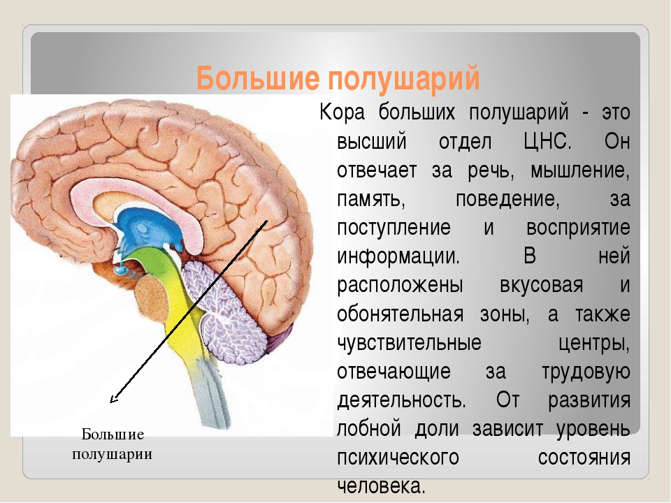 Большие полушария строение и функции. Функции большого полушария головного мозга.