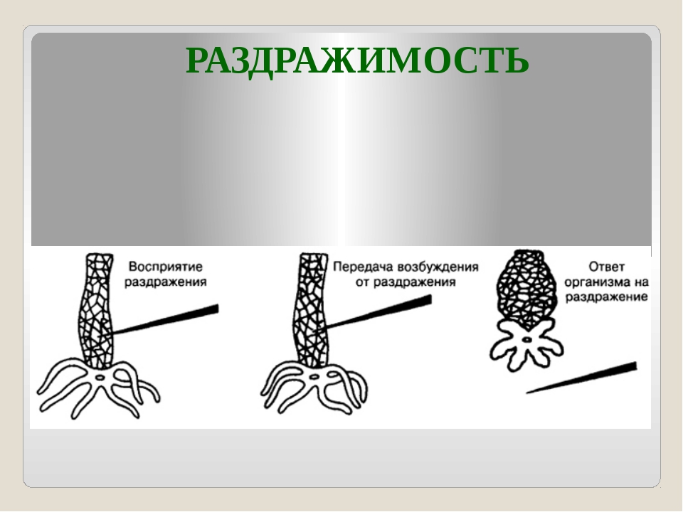 Примеры раздражимости у растений. Раздражимость клетки. Раздражимость у животных. Раздражимость схема. Раздражение и раздражимость.