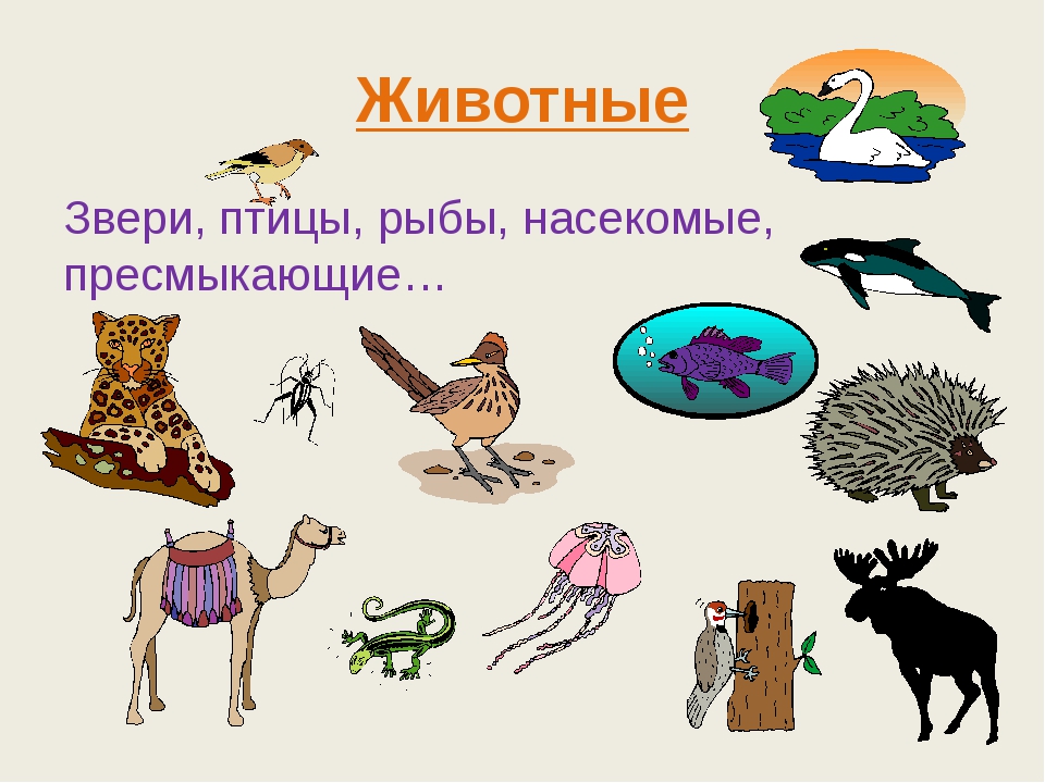 Главные признаки насекомых рыб птиц зверей. Птицы, рыбы и звери. Животные звери птицы рыбы насекомые. Животные относящиеся к птицам. Насекомые рыбы птицы звери.