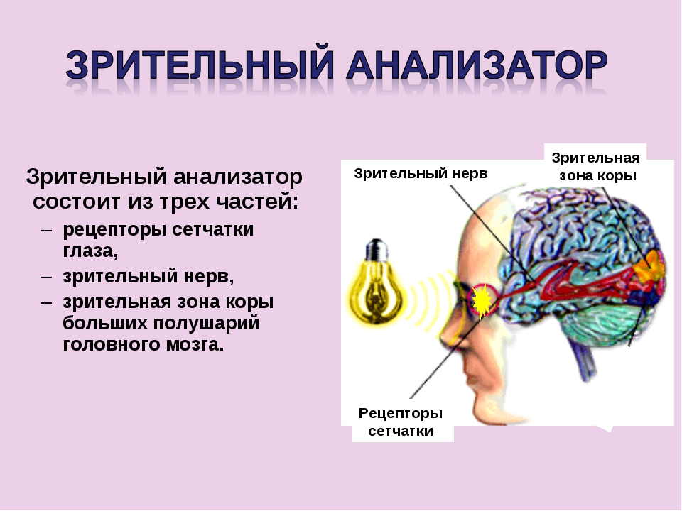 Схема основные зрительные функции