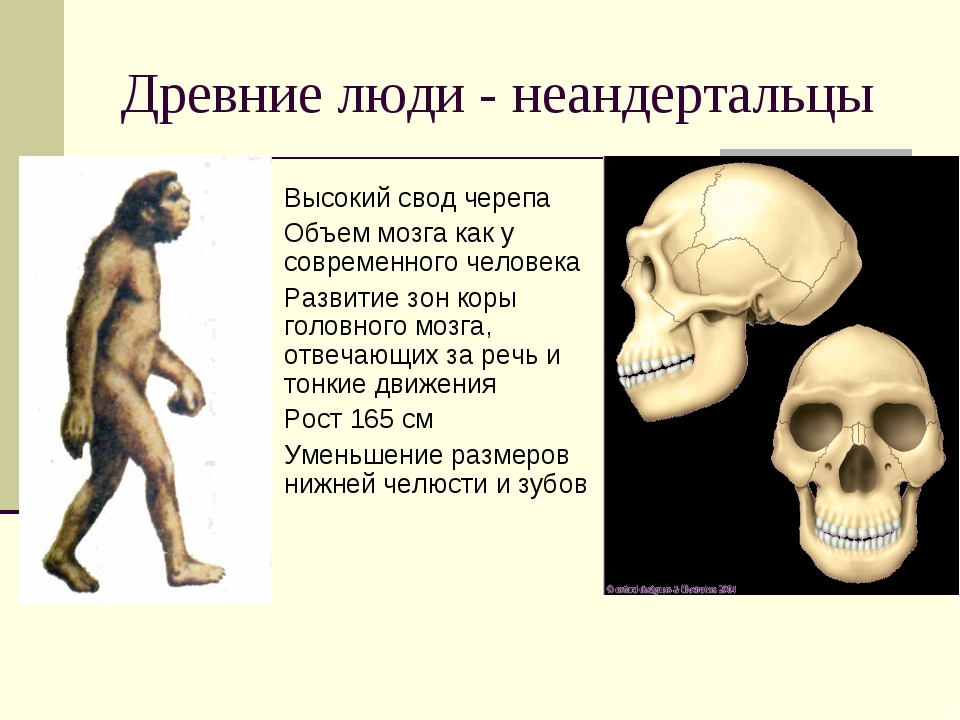 Мозг древнего человека и современного
