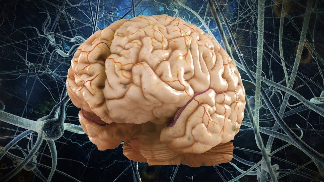 5 см мозга. Мозг память. Мозг и память человека. Визуализация мозга.