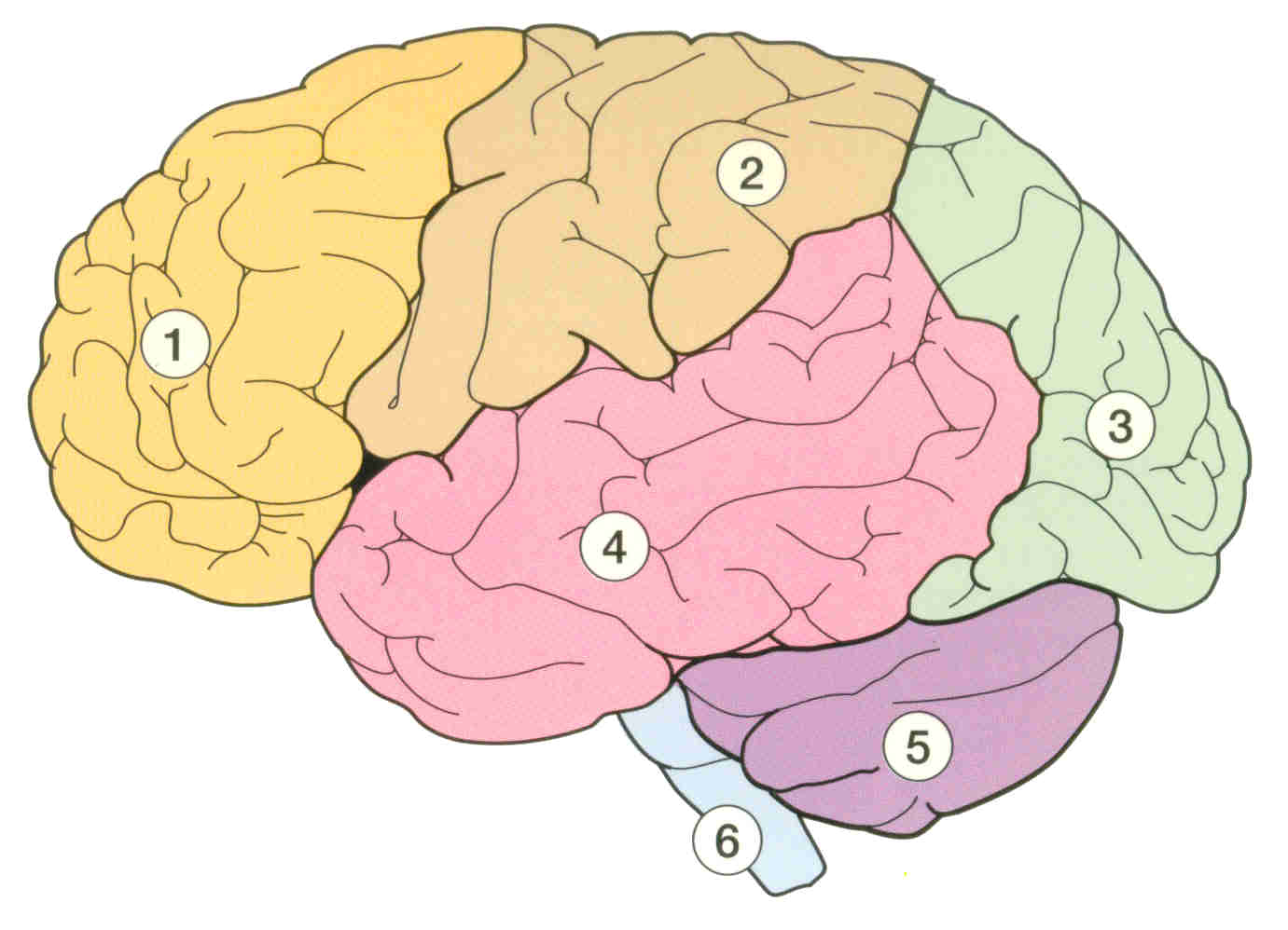 Левое полушарие доли. Зоны полушарий большого мозга. Боковая поверхность полушария переднего мозга. Зоны левого полушария головного мозга. Доли полушарий большого мозга.
