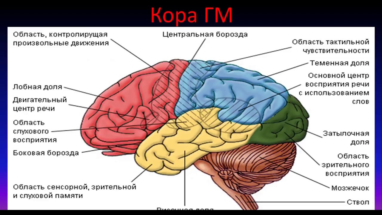 Функции отделов и долей головного мозга. Строение головного мозга доли коры. Отделы головного мозга и доли полушарий.