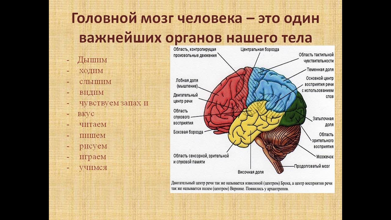 Мозг расположение и функции. Функции височных отделов головного мозга. Функции теменной доли головного мозга. Функции височного отдела мозга.