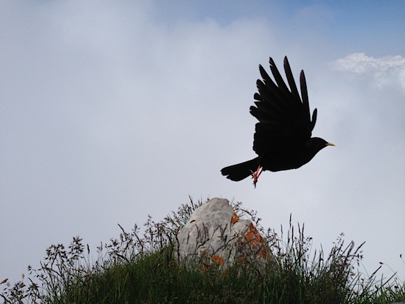 Bird In Flight