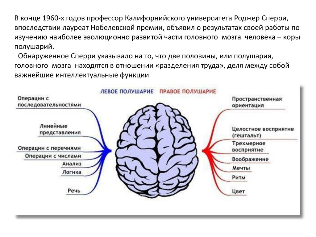 Органическое изменение мозга. Правому и левому полушарию мозга характеристика. Роль левого полушария в речевой функции. За что отвечает левое и правое полушарие головного мозга. За что отвечают полушария головного мозга человека левое и правое.