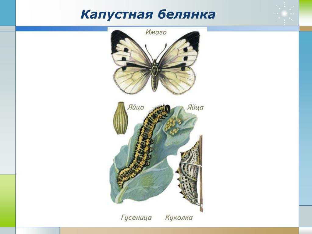 Капустная белянка цикл. Цикл развития бабочки белянки. Жизненный цикл бабочки капустницы. Имаго капустной белянки. Классификация капустницы.