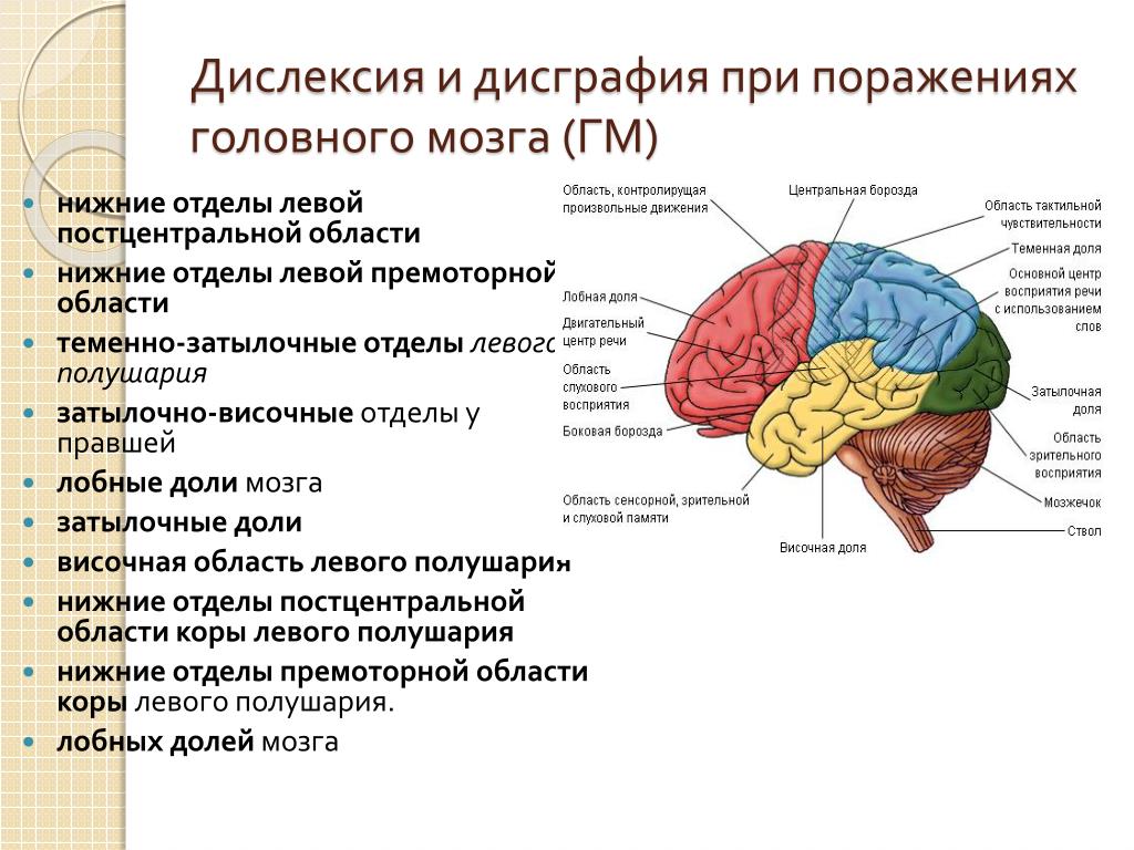 Левая гемисфера головного мозга. Височно-затылочные отделы мозга. Лобные доли при дисграфии. Поражение премоторных отделов левого полушария головного мозга.