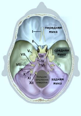 Головной мозг-структура