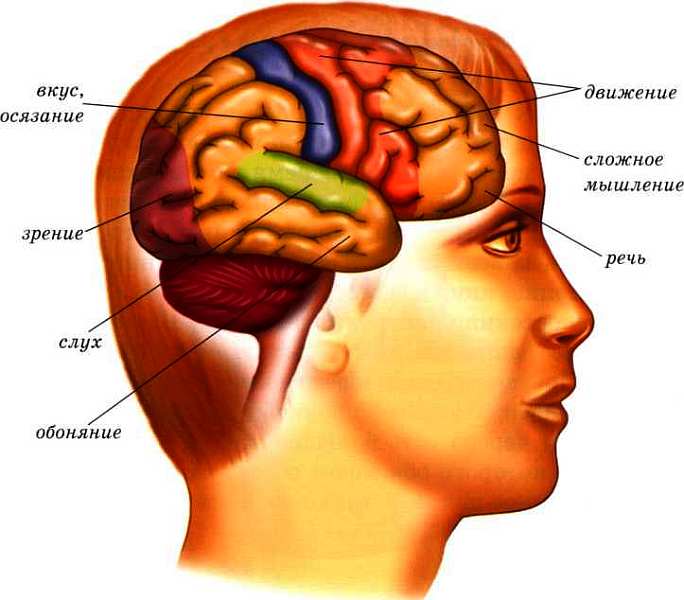 Мозг находится в голове. Части мозга головы. Зоны человеческого мозга. Участки головного мозга.