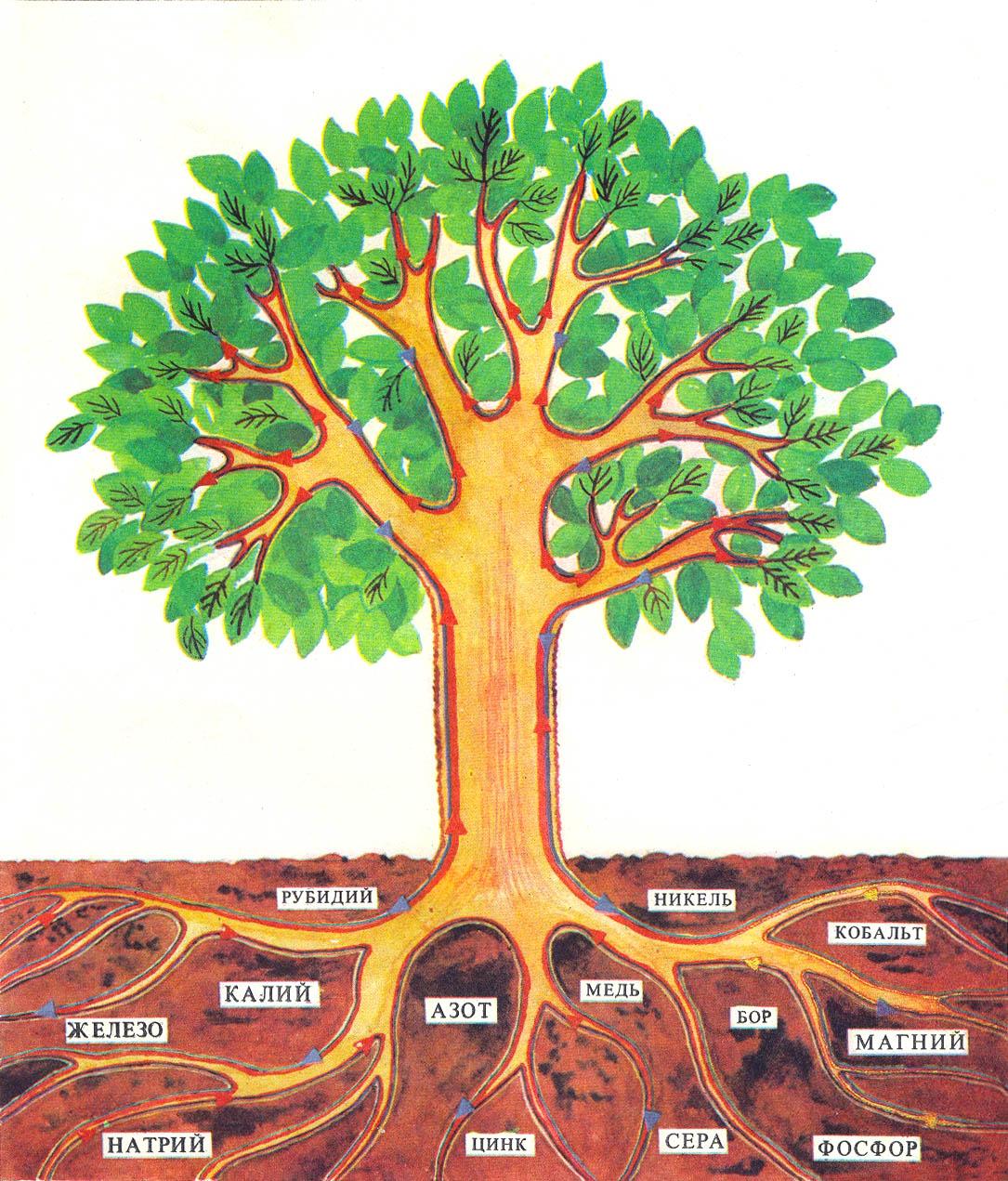 Корень дерева класс. Строение дерева для детей. Части дерева для дошкольников. Нарисовать дерево. Части дерева схема для детей.