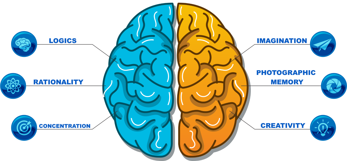 Ментальная арифметика развивает оба полушария. Полушария мозга. Левое полушарие мозга. Два полушария мозга.