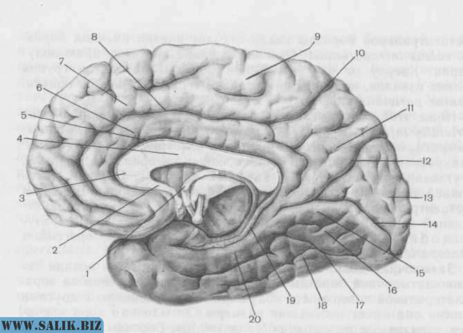 Медиальный мозг. Извилины головном мозге медиальная поверхность. Извилины на медиальной поверхности полушария большого мозга. Медиальная поверхность головного мозга борозды. Кора головного мозга медиальная поверхность.