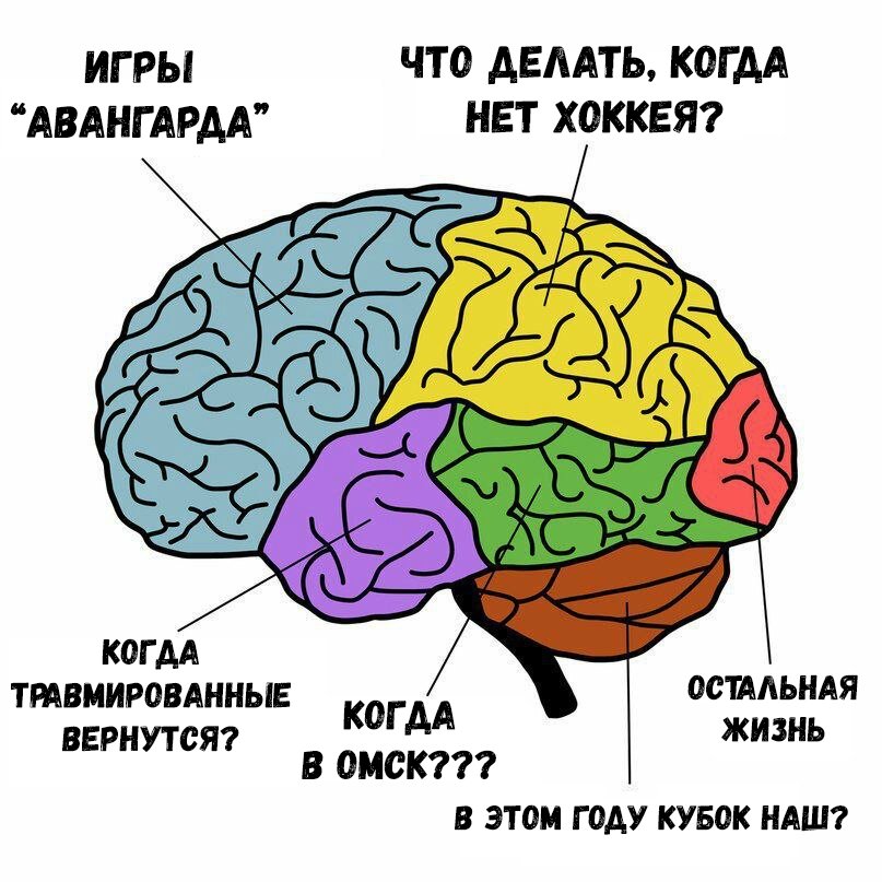 Brain zone. Части мозга. Отделы мозга. Отдел мозга отвечающий за память. Зоны мозга отвечающие.