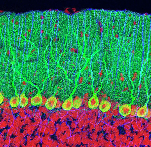 Крупные нервные клетки коры мозжечка — клетки Пуркинье. Своё название клетки получили в честь их первооткрывателя, чешского врача и физиолога Яна Эвангелисты Пуркинье.