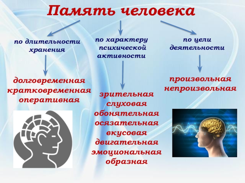 Картинки виды памяти человека