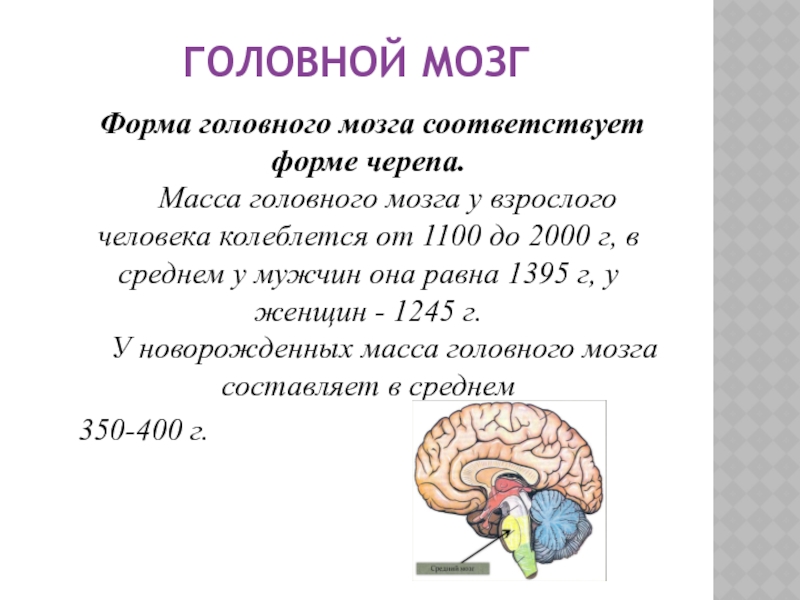 1 масса головного мозга