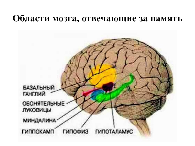 Память в каком отделе мозга. Отдел памяти в мозге. Отдел мозга отвечающий за память. Зона памяти в головном мозге. Зона мозга отвечающая за память.