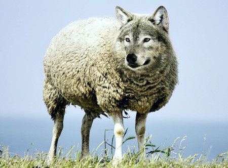 волк в овечьей шкуре. иллюстрация