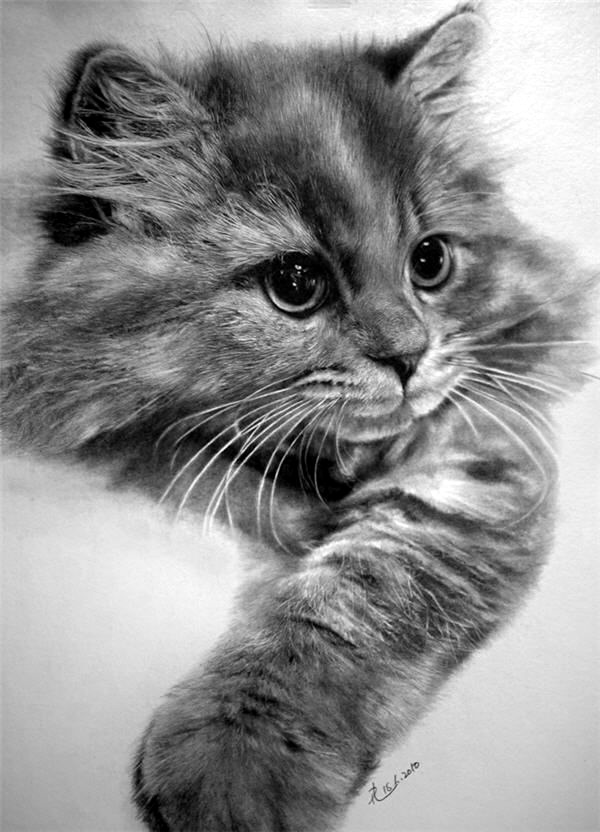 Realistic Animal Pencil Drawings (1)