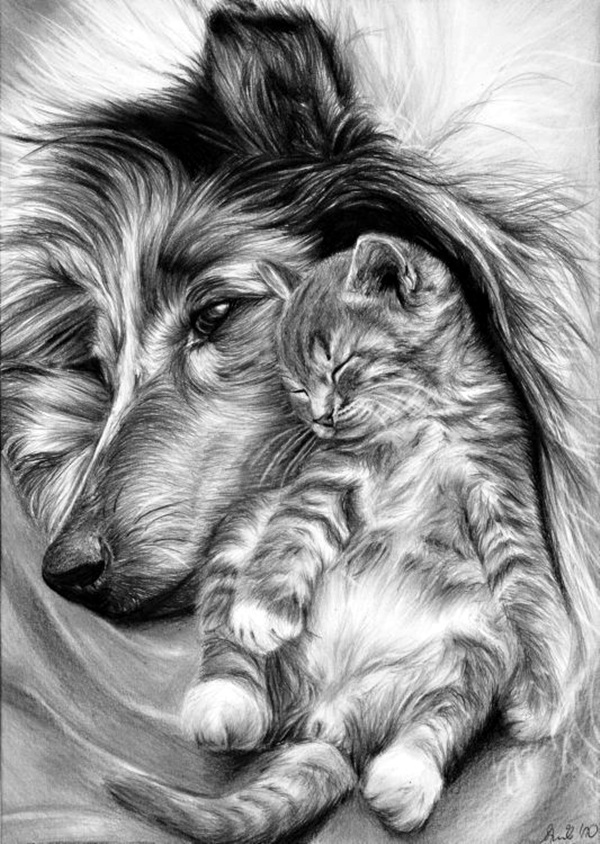 Realistic Animal Pencil Drawings (11)