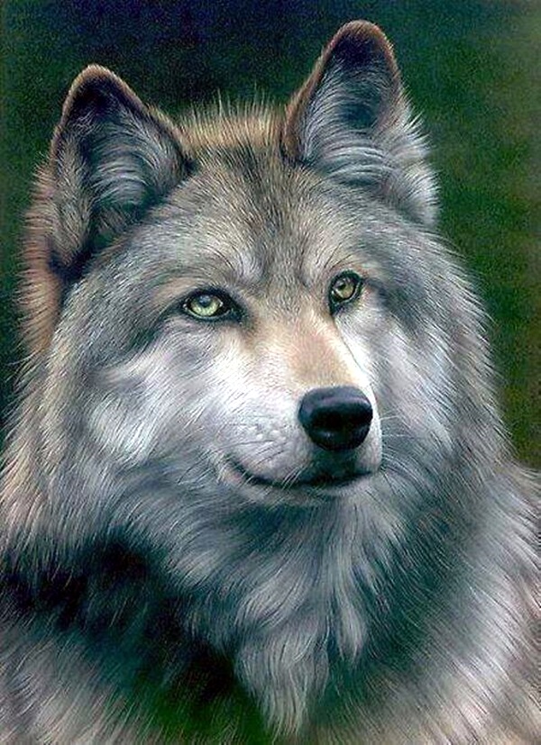 Realistic Animal Pencil Drawings (14)