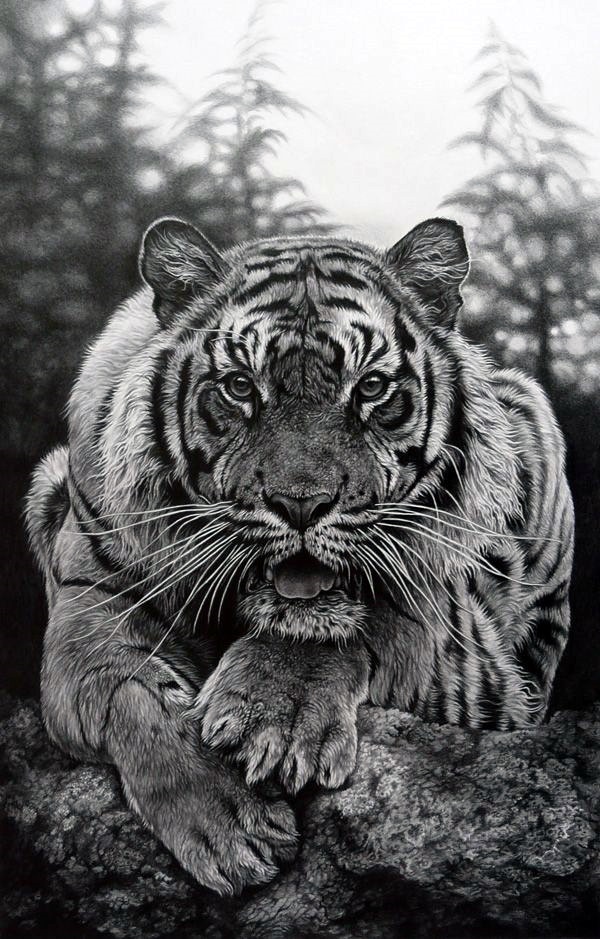 Realistic Animal Pencil Drawings (19)