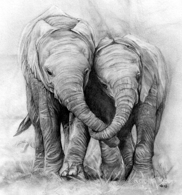 Realistic Animal Pencil Drawings (20)