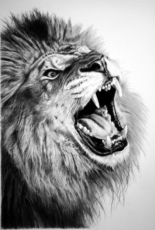 Realistic Animal Pencil Drawings (21)