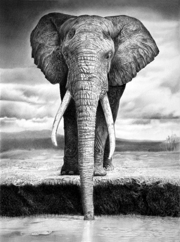 Realistic Animal Pencil Drawings (24)