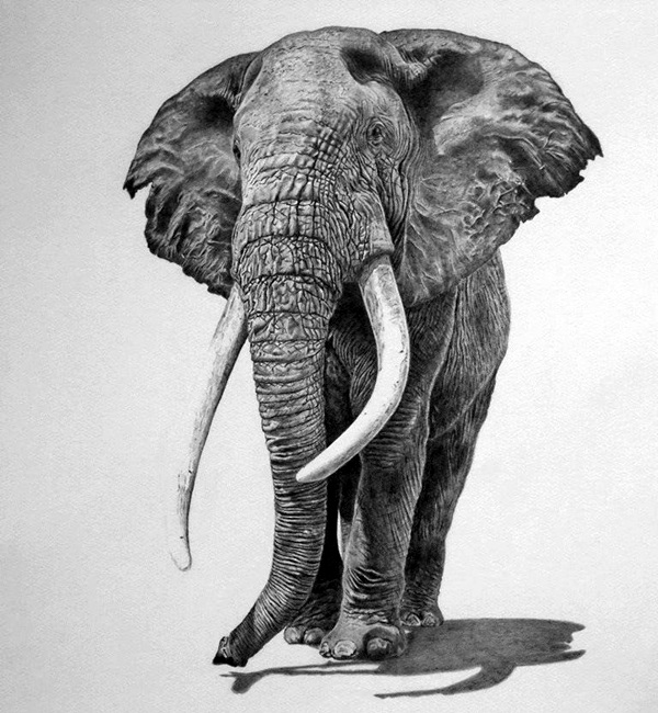 Realistic Animal Pencil Drawings (4)