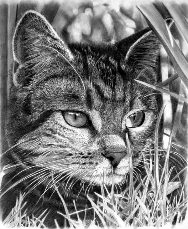 Realistic Animal Pencil Drawings (6)