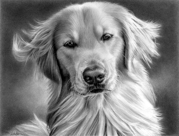 Realistic Animal Pencil Drawings (9)