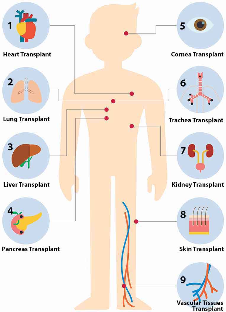 /sites/hexassets/Assets/transplant/types-of-organ-transplants.jpg