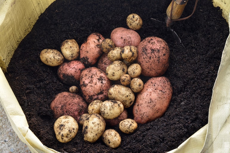 freshly harvested potatoes