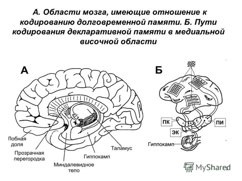 Длительность сохранения информации и емкость долговременной памяти не зависят от важности материала